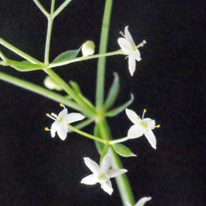 Photographie n°666157 du taxon Galium pumilum subsp. pumilum