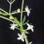  Liliane Roubaudi - Galium pumilum subsp. pumilum