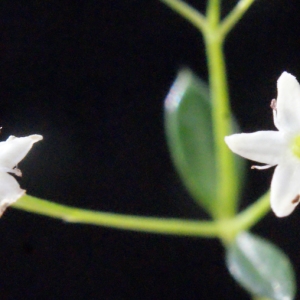 Photographie n°666158 du taxon Galium pumilum subsp. pumilum