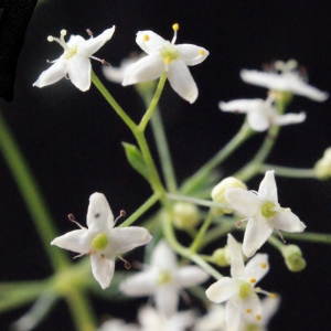 Galium pumilum Murray subsp. pumilum (Gaillet en ombelle)