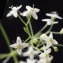  Liliane Roubaudi - Galium pumilum subsp. pumilum