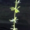  Liliane Roubaudi - Galium pumilum subsp. pumilum