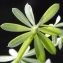  Liliane Roubaudi - Galium pumilum subsp. pumilum