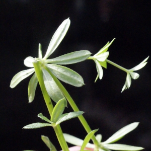  - Galium pumilum subsp. pumilum