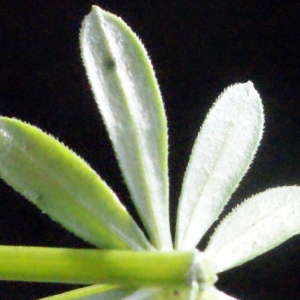  - Galium pumilum subsp. pumilum