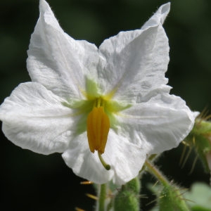 Photographie n°666171 du taxon Solanum sisymbriifolium Lam. [1794]