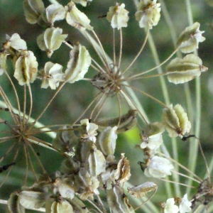 Photographie n°666176 du taxon Laserpitium latifolium L. [1753]