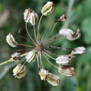 Photographie n°666177 du taxon Laserpitium latifolium L. [1753]