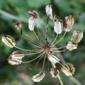 Photographie n°666178 du taxon Laserpitium latifolium L. [1753]