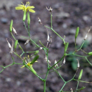 Photographie n°666191 du taxon Mycelis muralis (L.) Dumort. [1827]