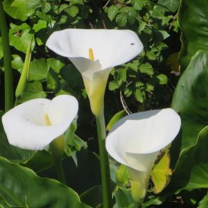 Photographie n°666248 du taxon Zantedeschia aethiopica (L.) Spreng. [1826]