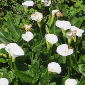 Photographie n°666249 du taxon Zantedeschia aethiopica (L.) Spreng. [1826]