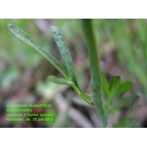 Cardamine crassifolia Pourr. (Cardamine à feuilles épaisses)