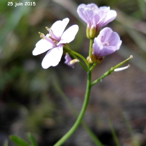 Photographie n°666263 du taxon Cardamine crassifolia Pourr. [1788]