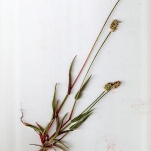 Photographie n°666300 du taxon Setaria pumila (Poir.) Roem. & Schult. [1817]