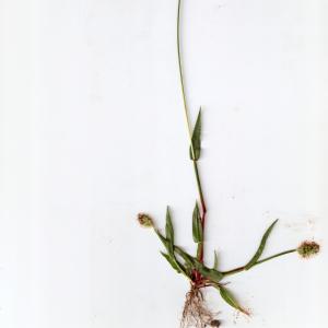 Photographie n°666301 du taxon Setaria pumila (Poir.) Roem. & Schult. [1817]