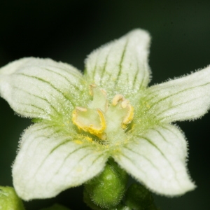 Photographie n°666346 du taxon Bryonia cretica subsp. dioica (Jacq.) Tutin [1968]