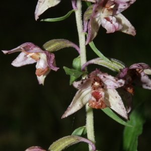 Photographie n°666353 du taxon Epipactis helleborine var. minor Engel [1984]