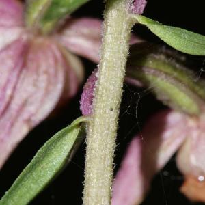 Photographie n°666355 du taxon Epipactis helleborine var. minor Engel [1984]