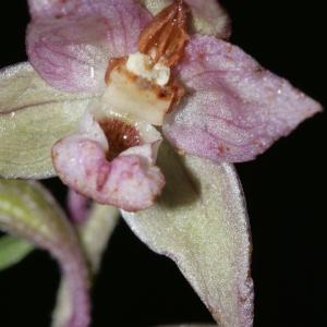 Photographie n°666358 du taxon Epipactis helleborine var. minor Engel [1984]