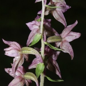 Photographie n°666366 du taxon Epipactis helleborine var. minor Engel [1984]