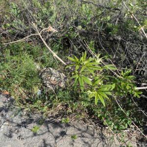 Photographie n°666548 du taxon Vitex agnus-castus L. [1753]