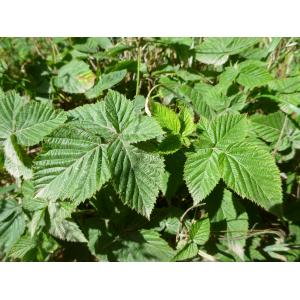 Rubus scissus W.C.R.Watson (Ronce)