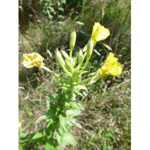 Oenothera paradoxa Hudziok (Onagre)