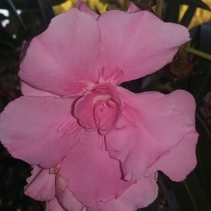 Photographie n°666837 du taxon Nerium oleander L. [1753]