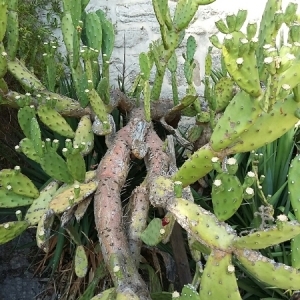 Photographie n°666848 du taxon Opuntia ficus-indica (L.) Mill. [1768]