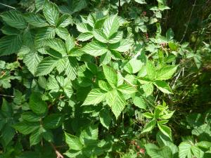 David Mercier, le 31 juillet 2015 (Pays-Bas)