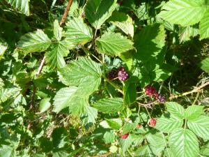 David Mercier, le 31 juillet 2015 (Pays-Bas)