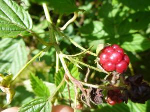 David Mercier, le 31 juillet 2015 (Pays-Bas)