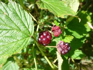 David Mercier, le 31 juillet 2015 (Pays-Bas)