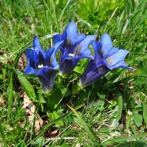 Photographie n°666965 du taxon Gentiana alpina Vill. [1779]