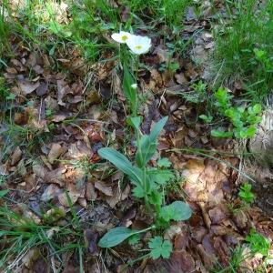 Photographie n°667012 du taxon Ranunculus amplexicaulis L. [1753]