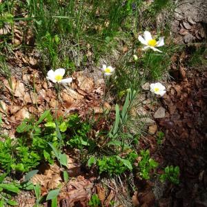 Photographie n°667022 du taxon Ranunculus amplexicaulis L. [1753]