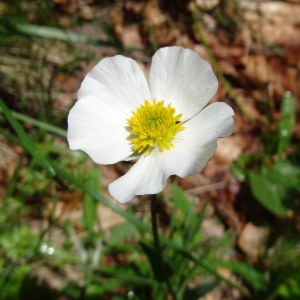 Alain Bigou, le  9 juin 2015 (Laruns (Lac d'Ayous))