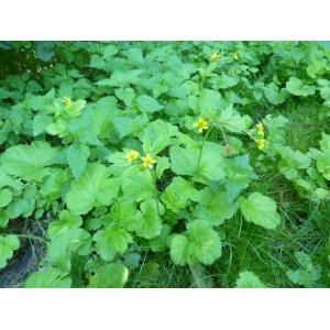 Geum macrophyllum Willd. (Benoîte à grandes feuilles)