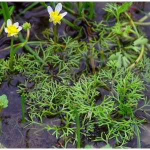 Photographie n°667066 du taxon Ranunculus circinatus Sibth. [1794]