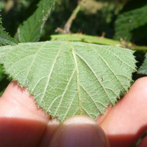 Photographie n°667182 du taxon Rubus adspersus Weihe ex H.E.Weber [1973]