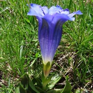 Photographie n°667242 du taxon Gentiana alpina Vill. [1779]