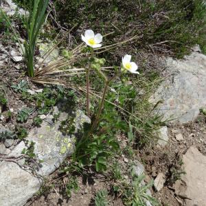 Drymocallis rupestris (L.) Soják subsp. rupestris (Potentille des rochers)