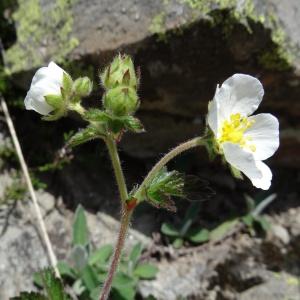 Photographie n°667249 du taxon Drymocallis rupestris subsp. rupestris