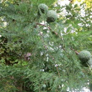 Photographie n°667297 du taxon Taxodium distichum (L.) Rich. [1810]