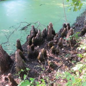 Photographie n°667299 du taxon Taxodium distichum (L.) Rich. [1810]