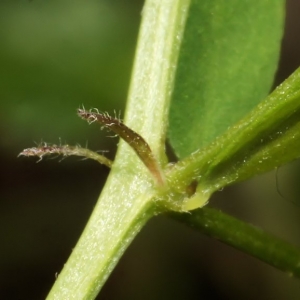 Photographie n°667368 du taxon Ervilia loiseleurii (M.Bieb.) H.Schaefer, Coulot & Rabaute