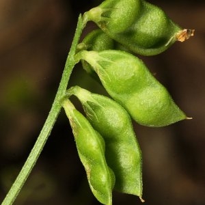 Photographie n°667369 du taxon Ervilia loiseleurii (M.Bieb.) H.Schaefer, Coulot & Rabaute