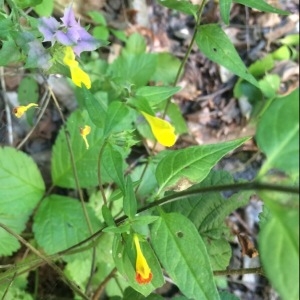 Photographie n°667376 du taxon Melampyrum nemorosum L. [1753]