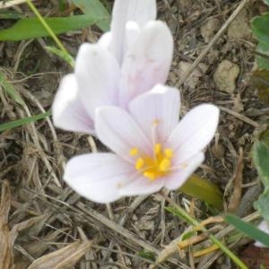 Photographie n°667402 du taxon Colchicum alpinum DC. [1805]